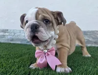 Meatball , a female English Bulldog for sale in El Paso City, TX – 8 of 10