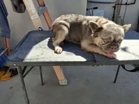 Sun flower , a female French Bulldog for sale in El Paso City, TX – 3 of 4