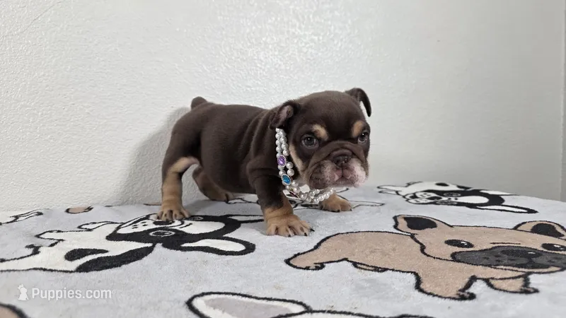 Hershey  – English Bulldog puppy for sale in El Paso City, TX