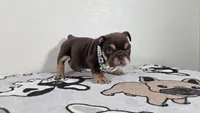 Hershey , a female English Bulldog for sale in El Paso City, TX – 6 of 7