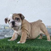 Meatball , a female English Bulldog for sale in El Paso City, TX – 5 of 10