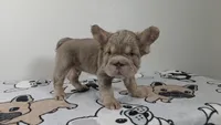 Pooh , a male French Bulldog for sale in El Paso City, TX – 7 of 8