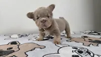 Gummy bear , a male French Bulldog for sale in El Paso City, TX – 6 of 9