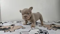 Gummy bear , a male French Bulldog for sale in El Paso City, TX – 3 of 9
