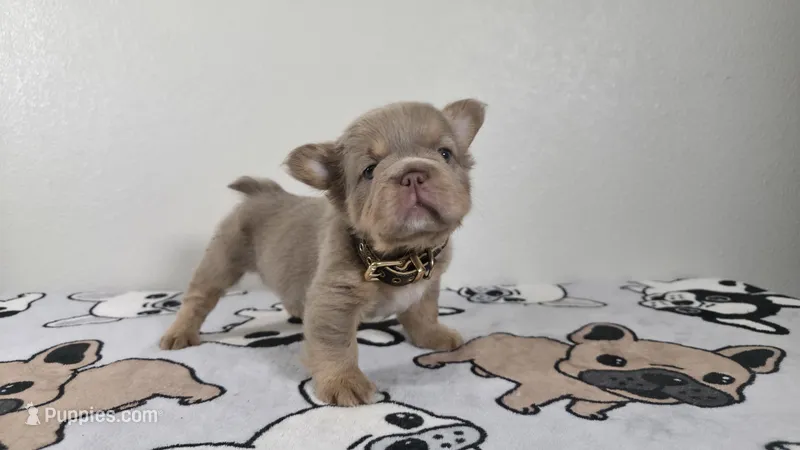 Gummy bear  – French Bulldog puppy for sale in El Paso City, TX