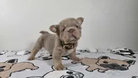 Gummy bear , a male French Bulldog for sale in El Paso City, TX – 1 of 9