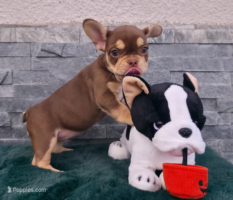 Roxy 🎃🎫 – French Bulldog puppy for sale in El Paso City, TX