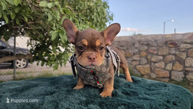 Hersey 🎃🎫 – French Bulldog puppy for sale in El Paso City, TX