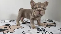 Pooh , a male French Bulldog for sale in El Paso City, TX – 4 of 8