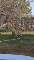Gummy , a female French Bulldog for sale in El Paso City, TX – 3 of 3