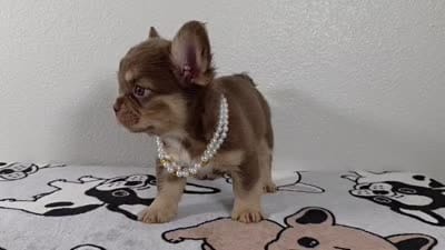 Tootsie , a female French Bulldog for sale in El Paso City, TX – 7 of 7