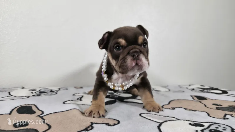 Hershey  – English Bulldog puppy for sale in El Paso City, TX