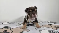 Hershey , a female English Bulldog for sale in El Paso City, TX – 1 of 7