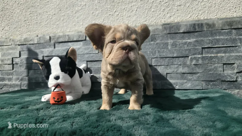 Pooh  🎃🎫 – French Bulldog puppy for sale in El Paso City, TX