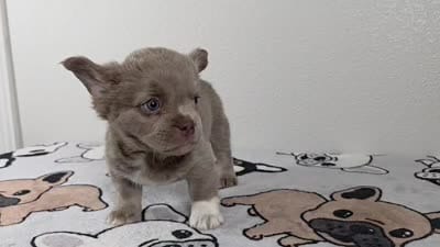 Peaches , a female French Bulldog for sale in El Paso City, TX – 5 of 5