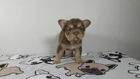 Yogi bear , a male French Bulldog for sale in El Paso City, TX – 3 of 5