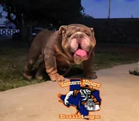 Hershey , a female English Bulldog for sale in El Paso City, TX – 5 of 7
