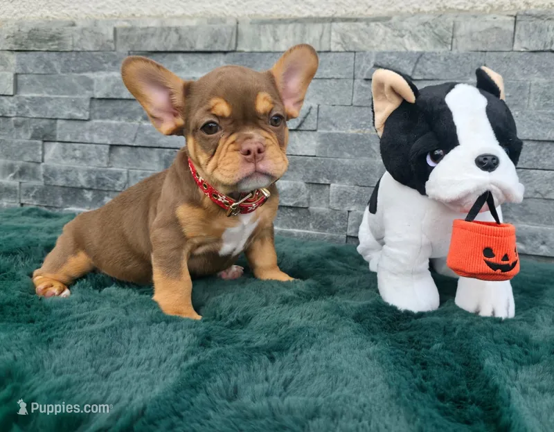 Hersey 🎃🎫 – French Bulldog puppy for sale in El Paso City, TX