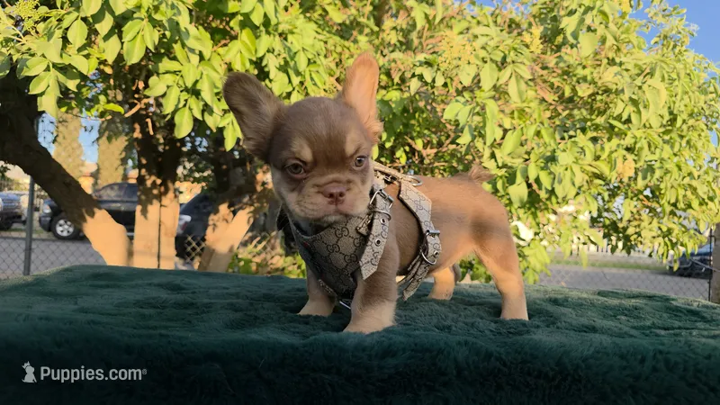 Tootsie 🎃🎫 – French Bulldog puppy for sale in El Paso City, TX