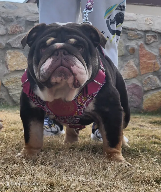Kalua  – English Bulldog puppy for sale in El Paso City, TX