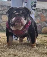 Kalua , a female English Bulldog for sale in El Paso City, TX – 1 of 1