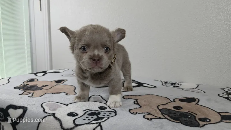 Peaches  – French Bulldog puppy for sale in El Paso City, TX