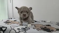 Peaches , a female French Bulldog for sale in El Paso City, TX – 1 of 5