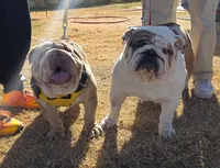 Meatball , a female English Bulldog for sale in El Paso City, TX – 10 of 10