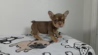 Hersey , a female French Bulldog for sale in El Paso City, TX – 5 of 8