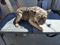 Sun flower , a female French Bulldog for sale in El Paso City, TX – 2 of 4