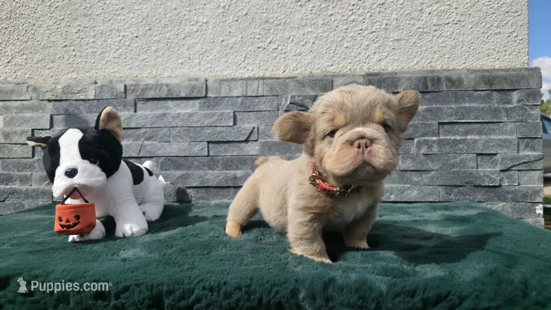 Gummy bear 🎃🎫 – French Bulldog puppy for sale in El Paso City, TX