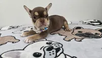 Roxy , a female French Bulldog for sale in El Paso City, TX – 7 of 10