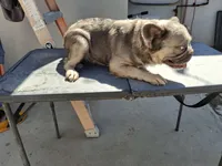 Sun flower , a female French Bulldog for sale in El Paso City, TX – 4 of 4