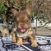 Tootsie , a female French Bulldog for sale in El Paso City, TX – 6 of 7