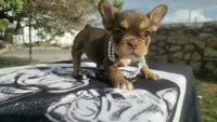 Hersey , a female French Bulldog for sale in El Paso City, TX – 6 of 8