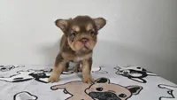 Yogi bear , a male French Bulldog for sale in El Paso City, TX – 4 of 5