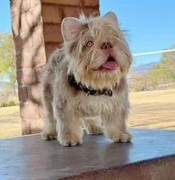 Little grape 🍇 , a female French Bulldog for sale in El Paso City, TX – 6 of 10
