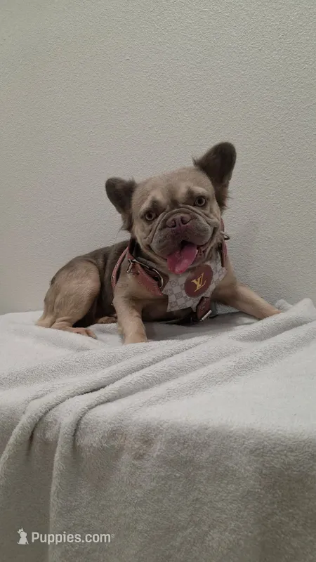 Sun flower  – French Bulldog puppy for sale in El Paso City, TX
