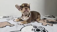 Roxy , a female French Bulldog for sale in El Paso City, TX – 5 of 10