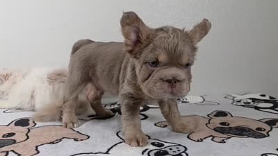 Pooh , a male French Bulldog for sale in El Paso City, TX – 8 of 8
