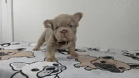 Gummy bear , a male French Bulldog for sale in El Paso City, TX – 5 of 9