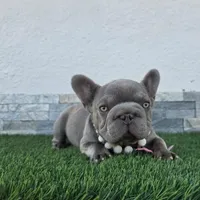 Little grape 🍇 , a female French Bulldog for sale in El Paso City, TX – 8 of 10