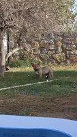 Gummy , a female French Bulldog for sale in El Paso City, TX – 2 of 3