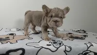 Pooh , a male French Bulldog for sale in El Paso City, TX – 5 of 8