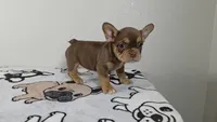 Hersey , a female French Bulldog for sale in El Paso City, TX – 2 of 8