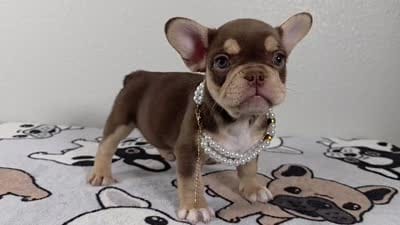 Roxy , a female French Bulldog for sale in El Paso City, TX – 10 of 10