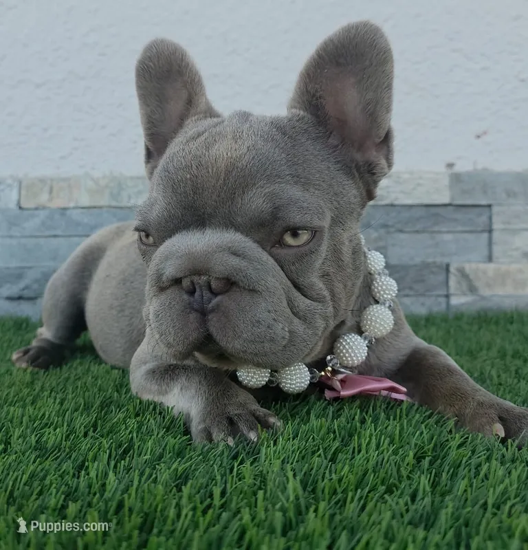 Little grape 🍇  – French Bulldog puppy for sale in El Paso City, TX