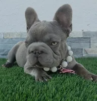 Little grape 🍇 , a female French Bulldog for sale in El Paso City, TX – 1 of 10
