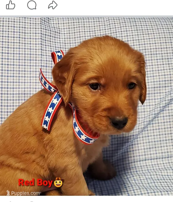Red boy – Golden Retriever puppy for sale in Charlotte, NC