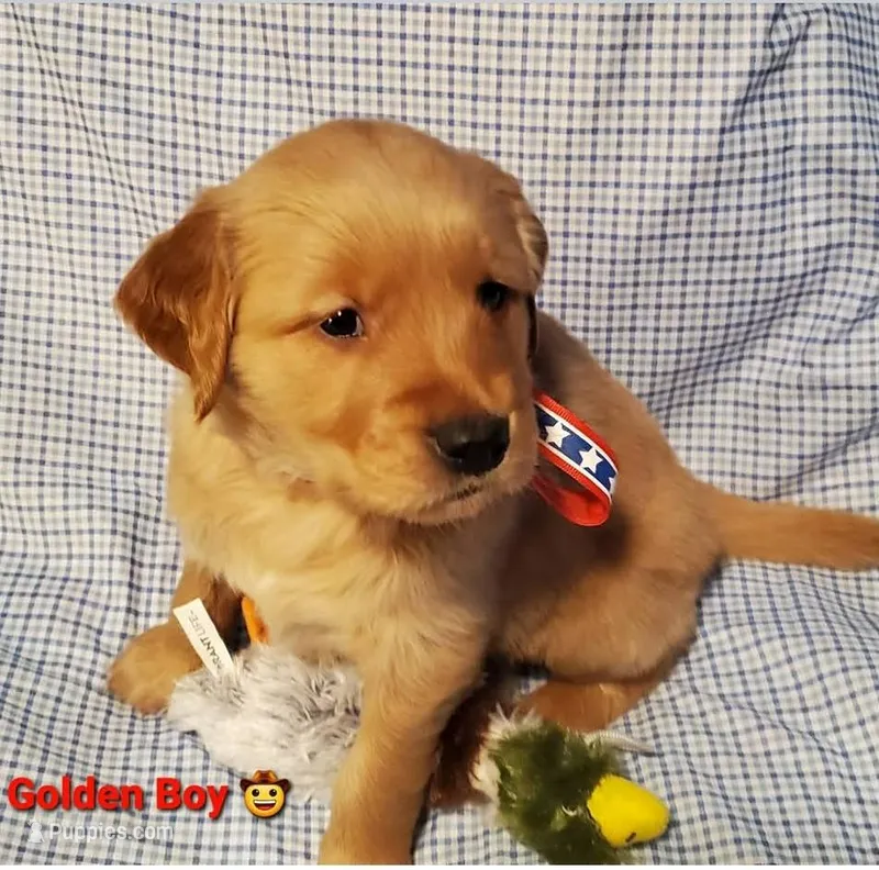 golden boy – Golden Retriever puppy for sale in Charlotte, NC